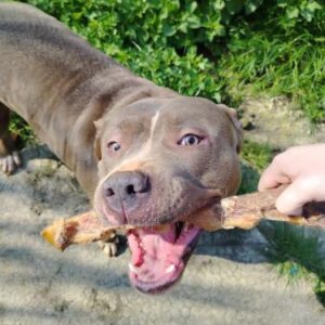 Grande Peau de Boeuf