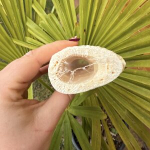 Noyau de corne de Buffle