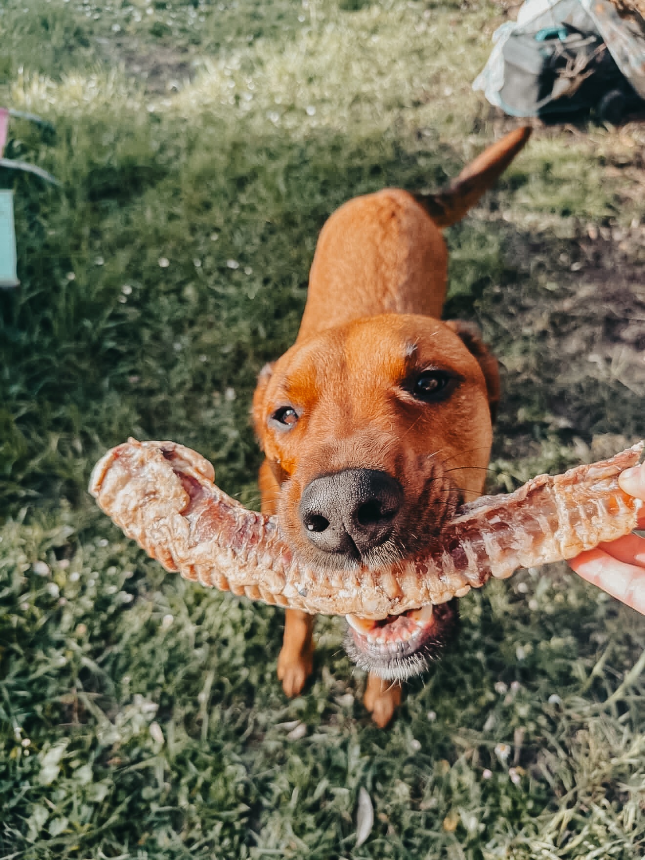 Trachée de boeuf – Image 3