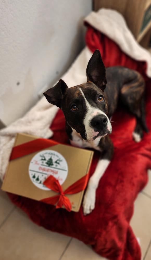 Calendrier de l’avent (le dernier en stock) – Image 2