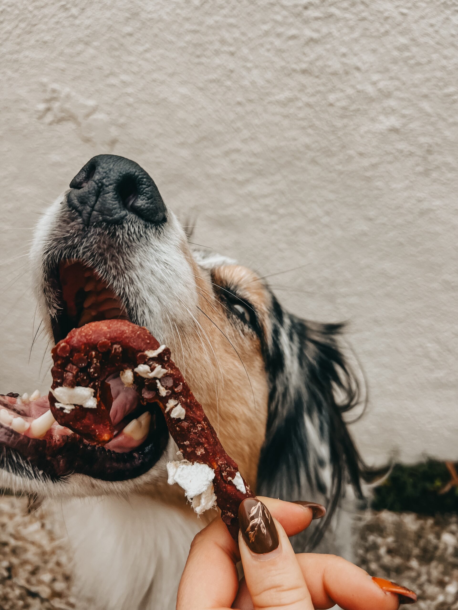 Sucre d’orge (peau de bœuf)