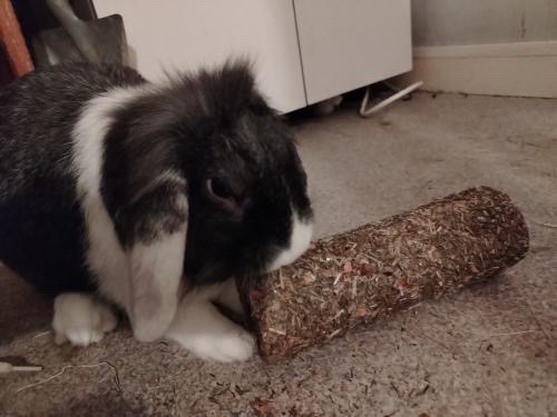 Rouleau de printemps pour lapin – Image 4