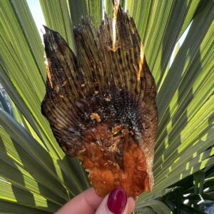 Queue de truite : exclusivité d’avril