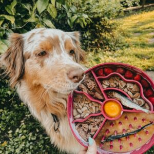 Gamelle d’enrichissement