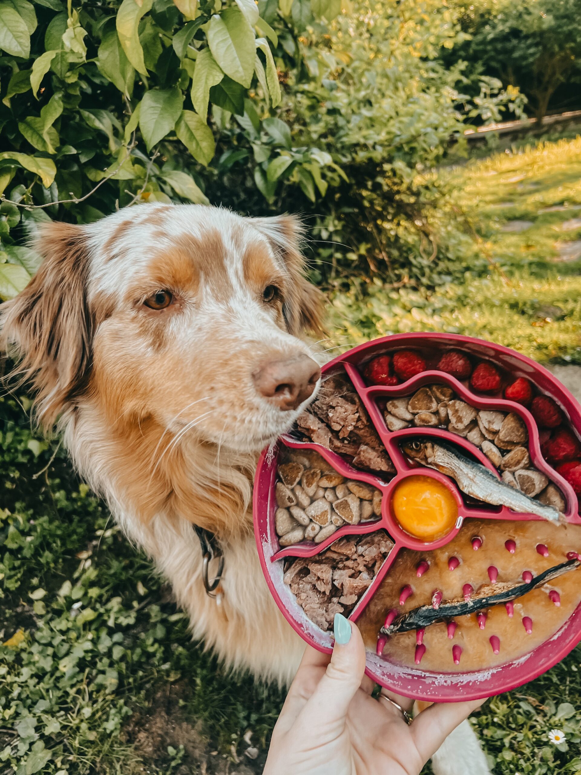 Gamelle d'enrichissement