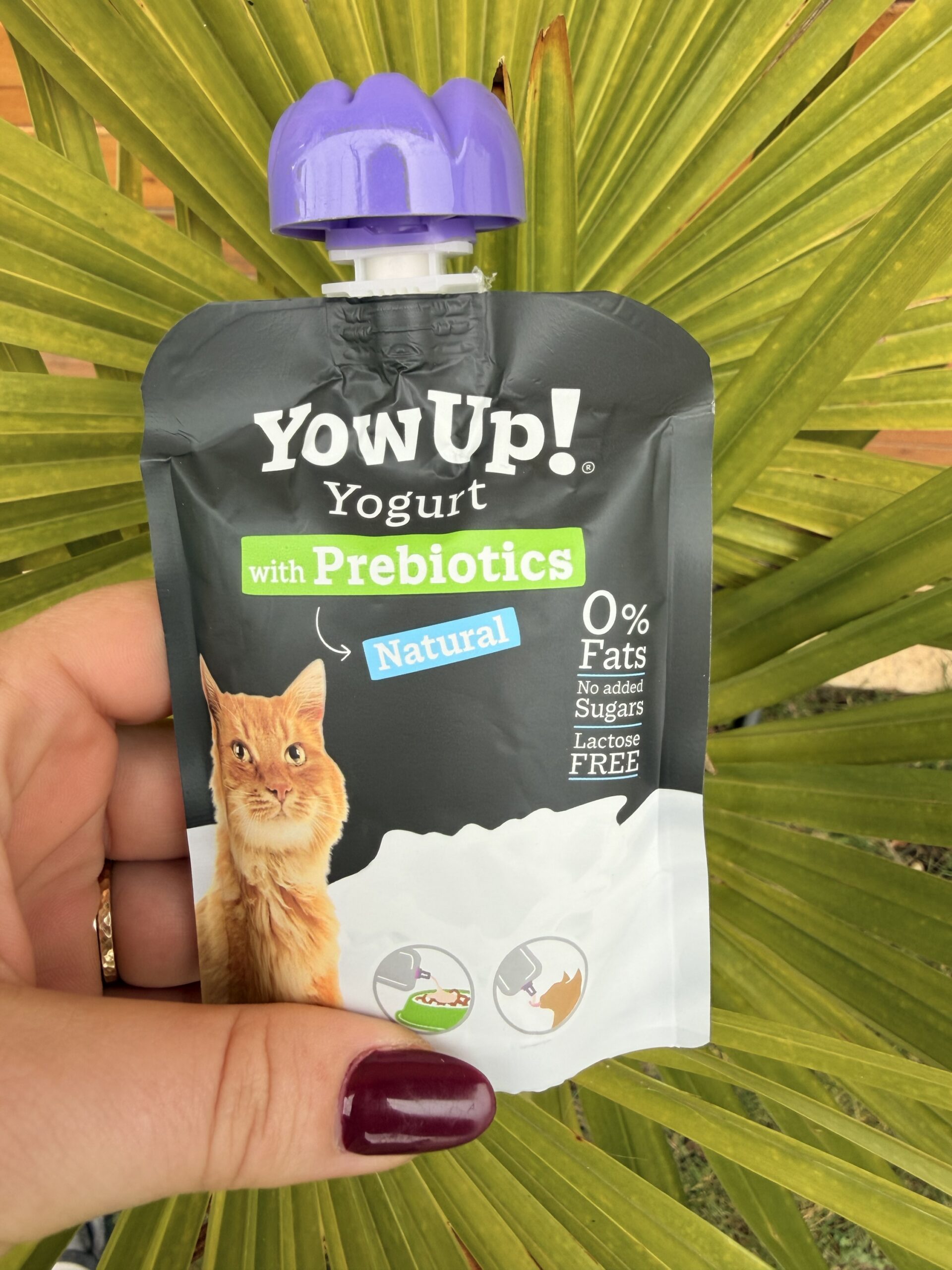 Yaourt à boire pour chat