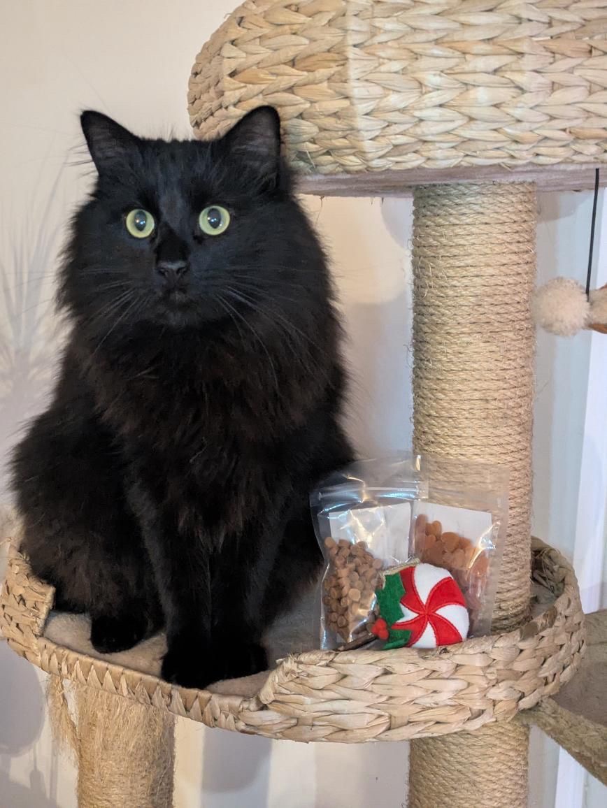 Box de Noël Chat – Image 3