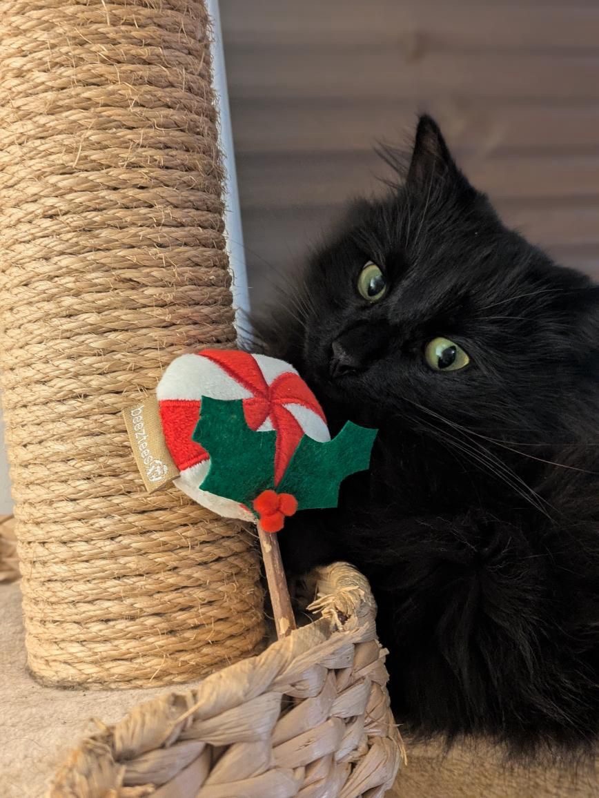 Box de Noël Chat – Image 2