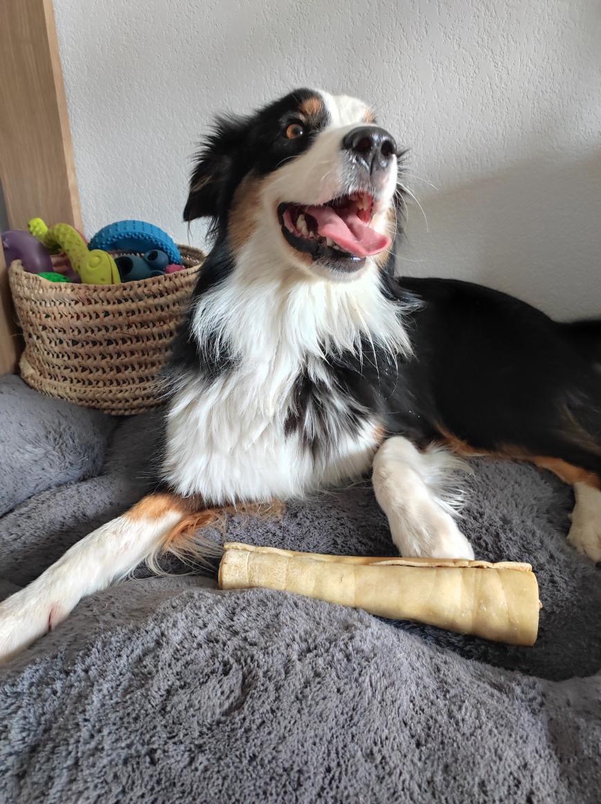 Rouleau de peau de boeuf – Image 2