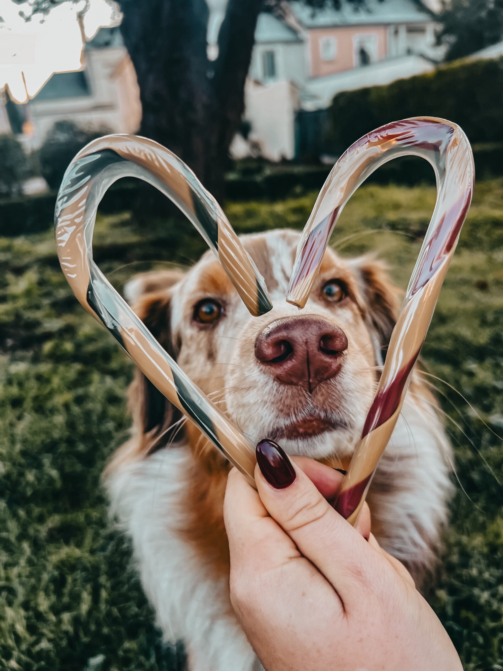 Sucre d'orges pour chien – Image 3