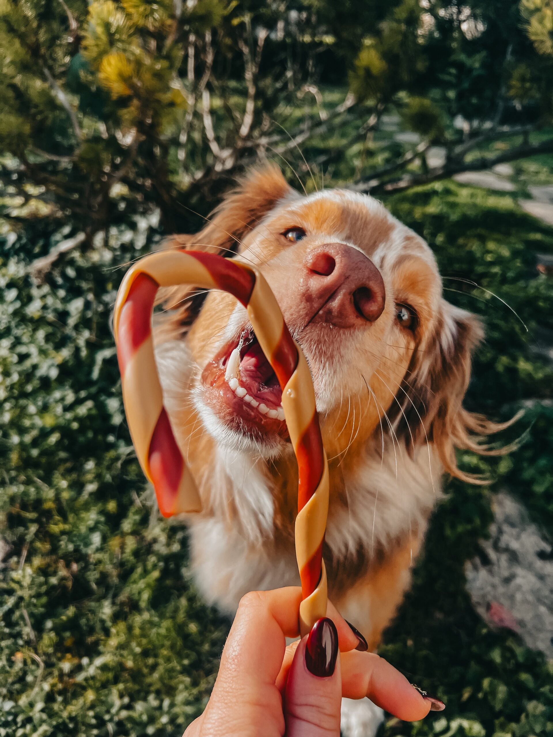 Sucre d'orges pour chien