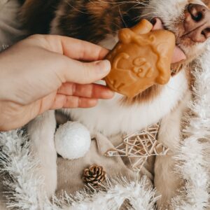 Animal végétale : niche pour chien -édition limitée