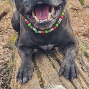 Donuts de poisson : Produit du mois de mars