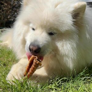 Trachée de buffle 15 cm