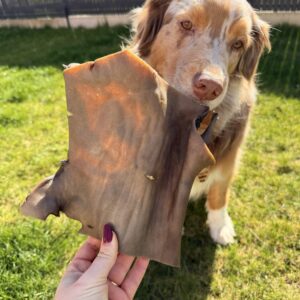 Plaque de chameau (unité)