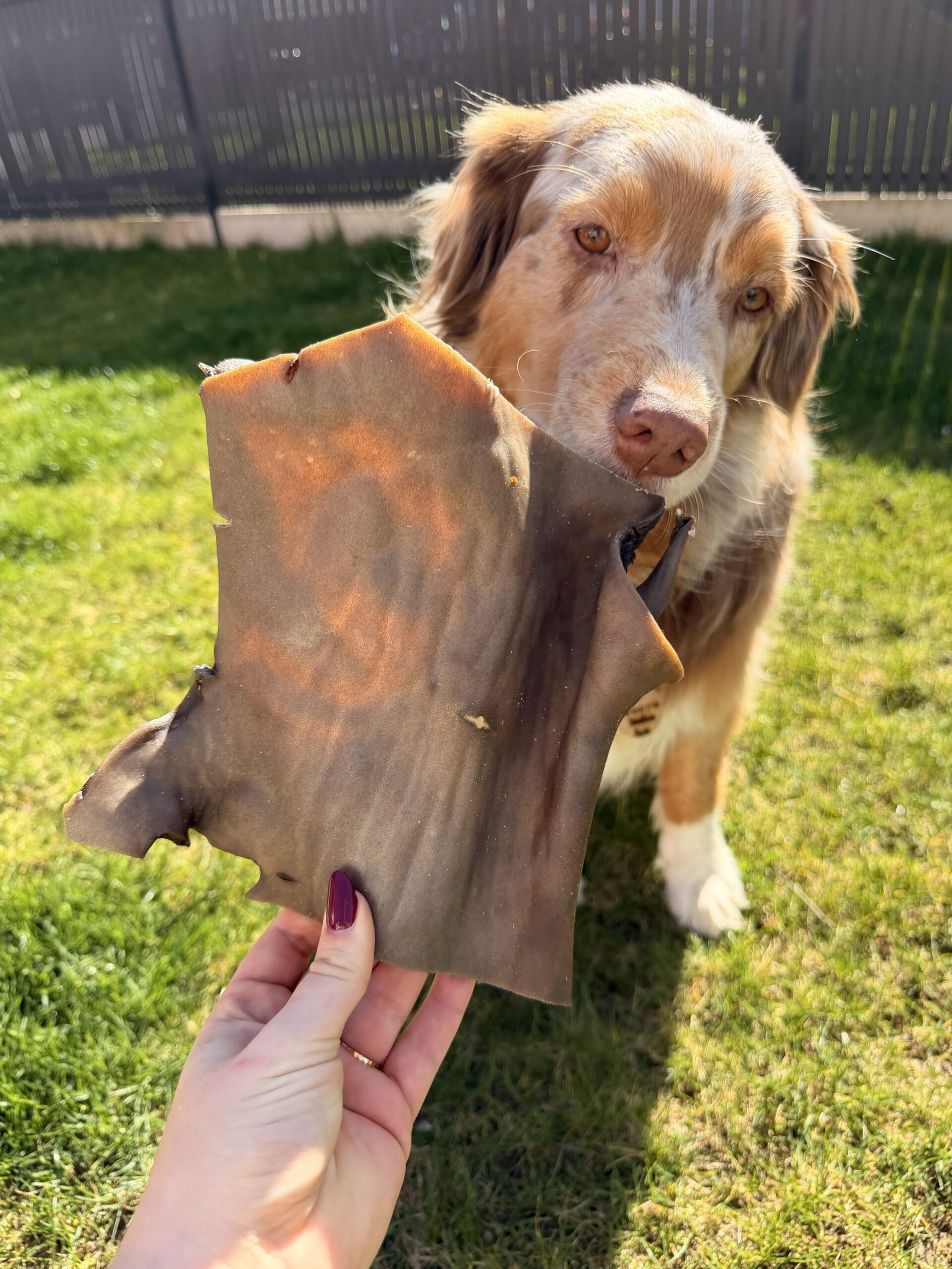 Plaque de chameau (unité) – Image 2