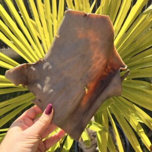 Plaque de chameau (unité)