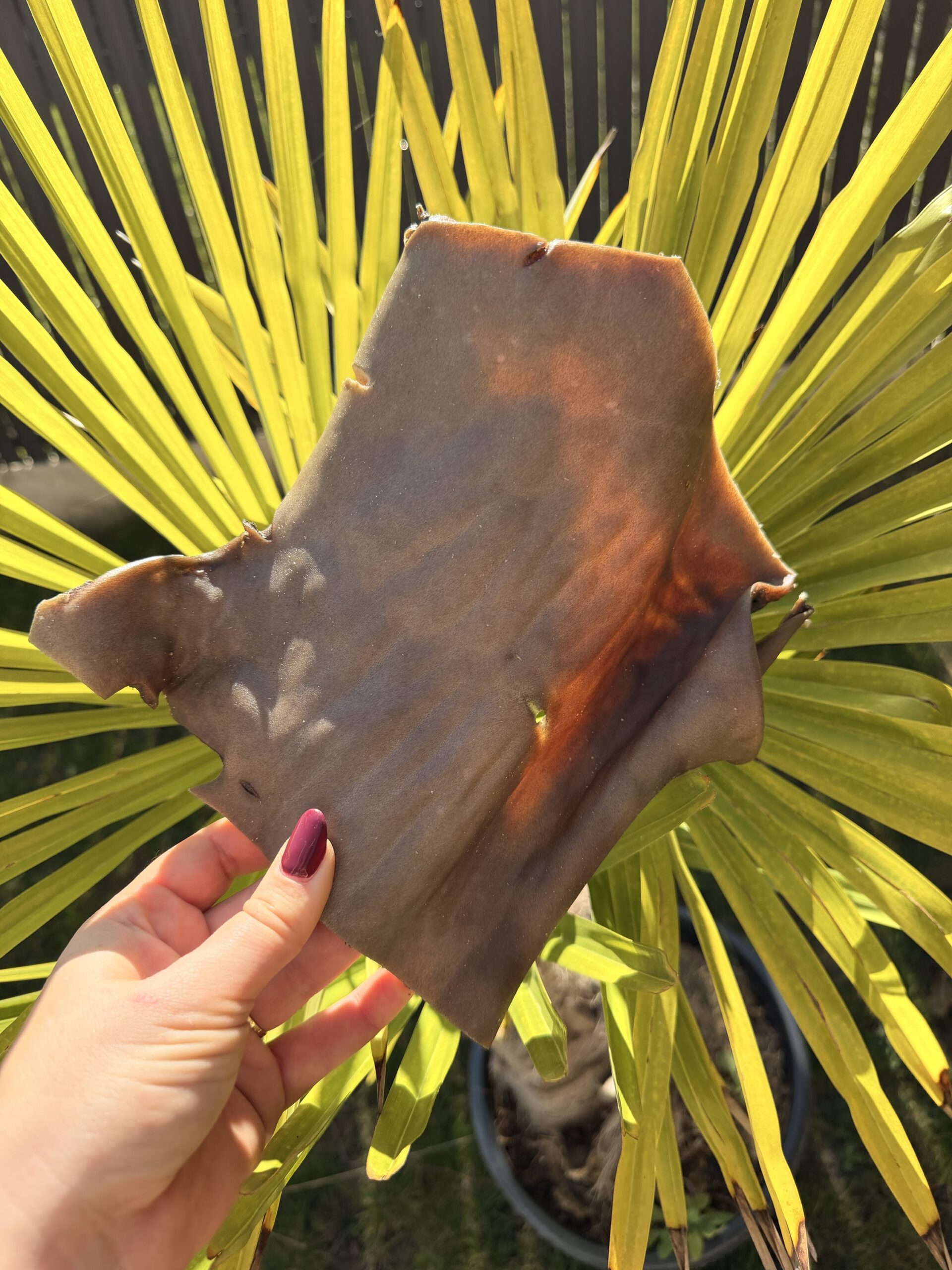 Plaque de chameau (unité)