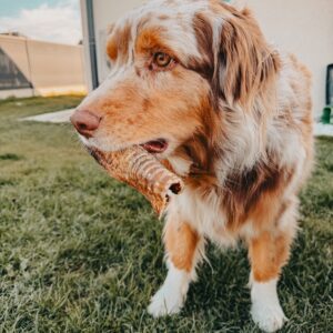 Trachée de buffle 15 cm