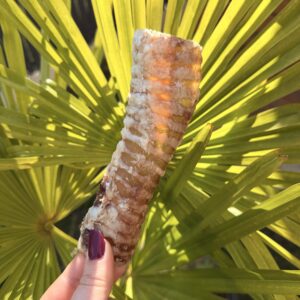 Trachée de buffle 15 cm