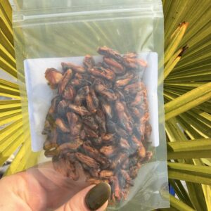 Moule séché : produit d’avril