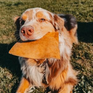 Chips de boeuf L (unité)