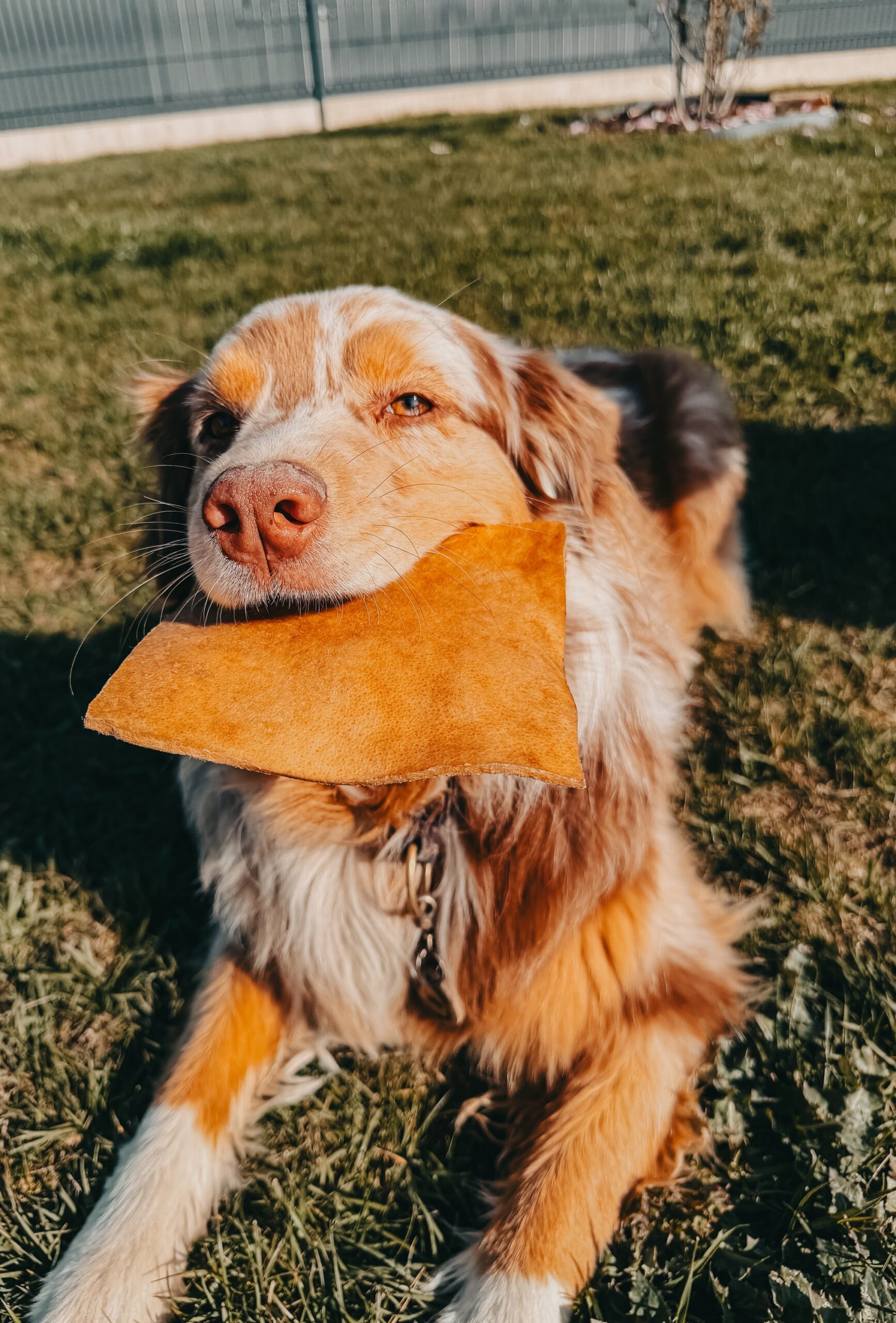 Chips de boeuf L (unité)