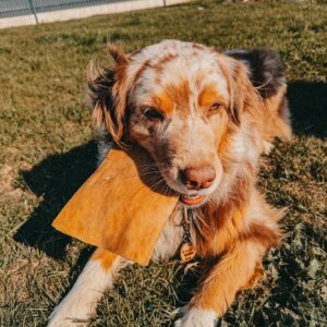 Chips de boeuf L (unité)