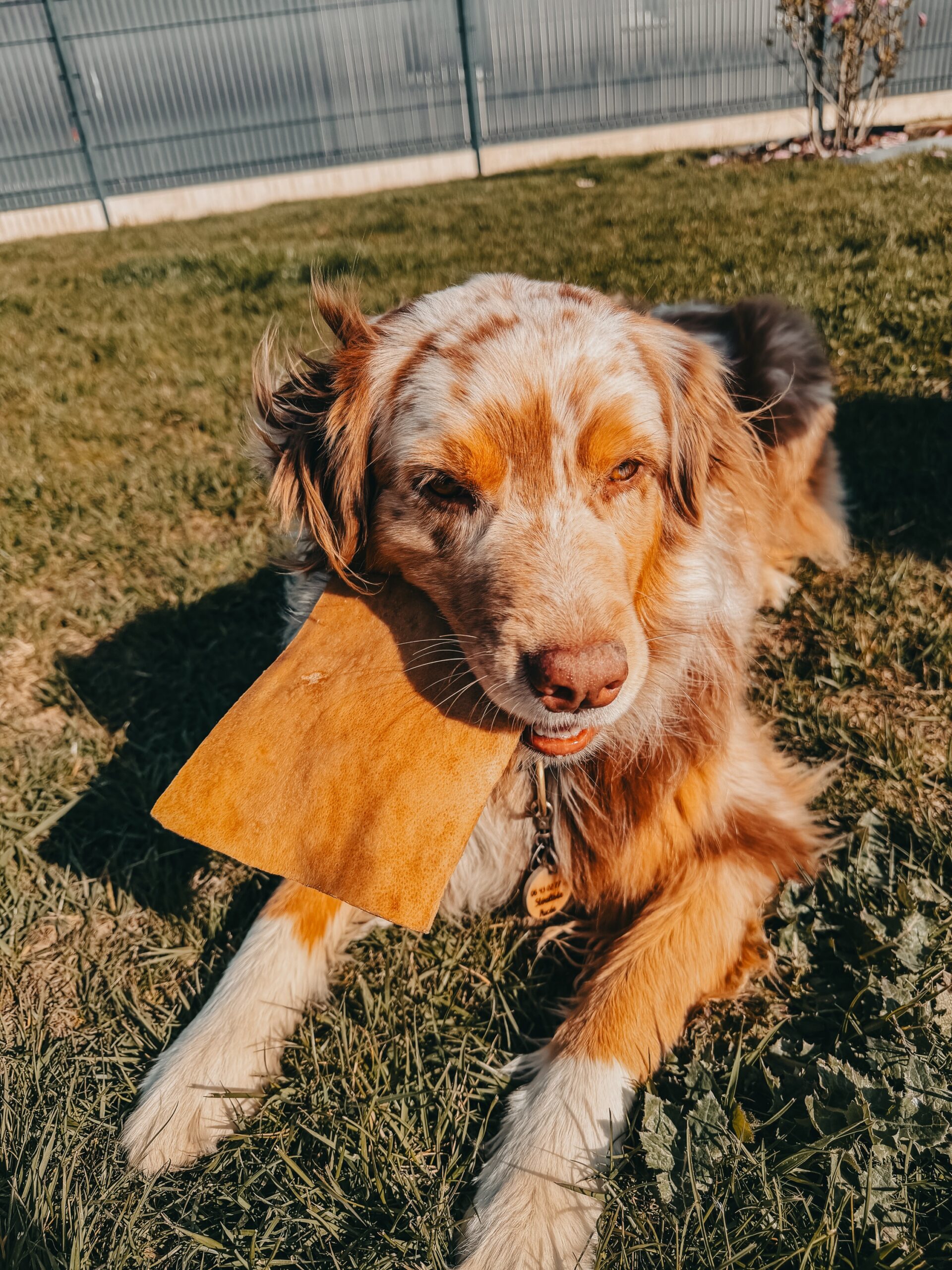 Chips de boeuf L (unité) – Image 2