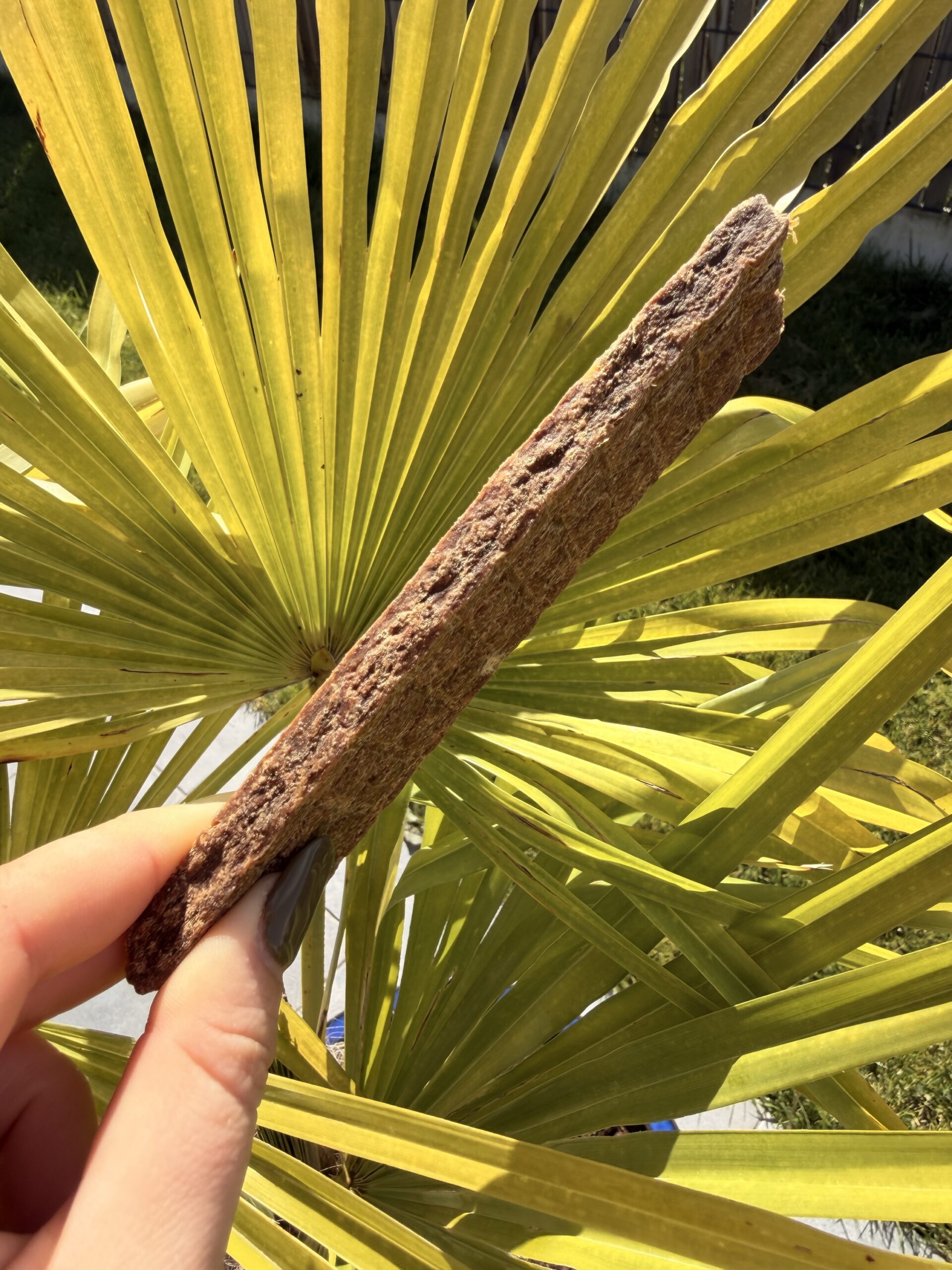 LAMELLE DE CERF XL – Image 3